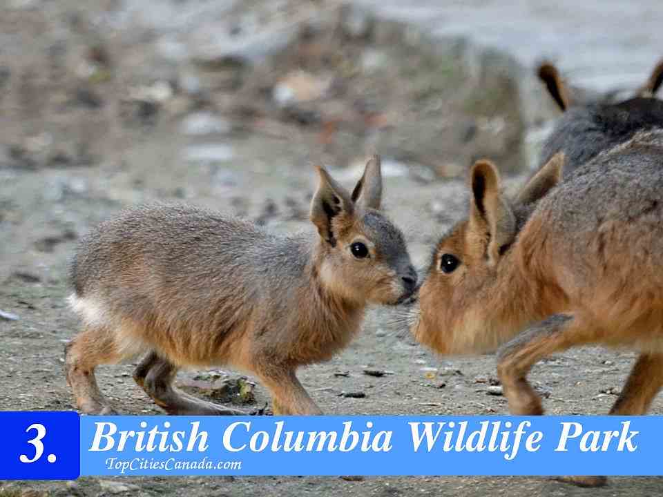 British Columbia Wildlife Park