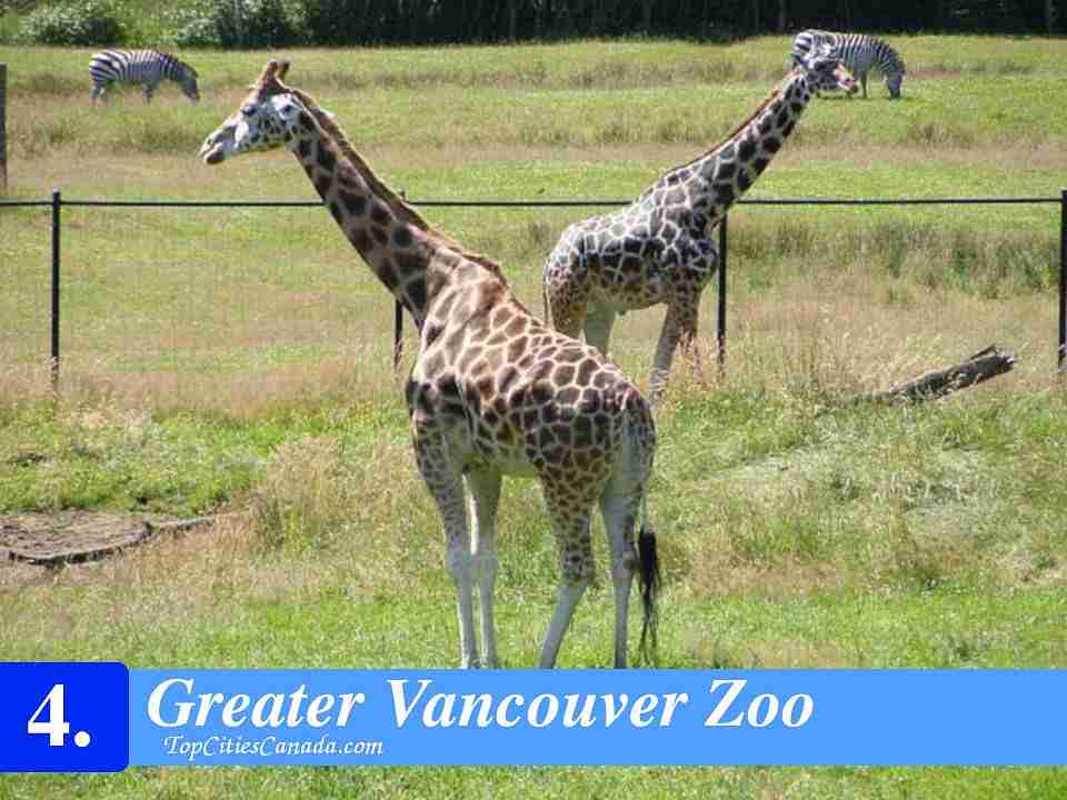 Greater Vancouver Zoo