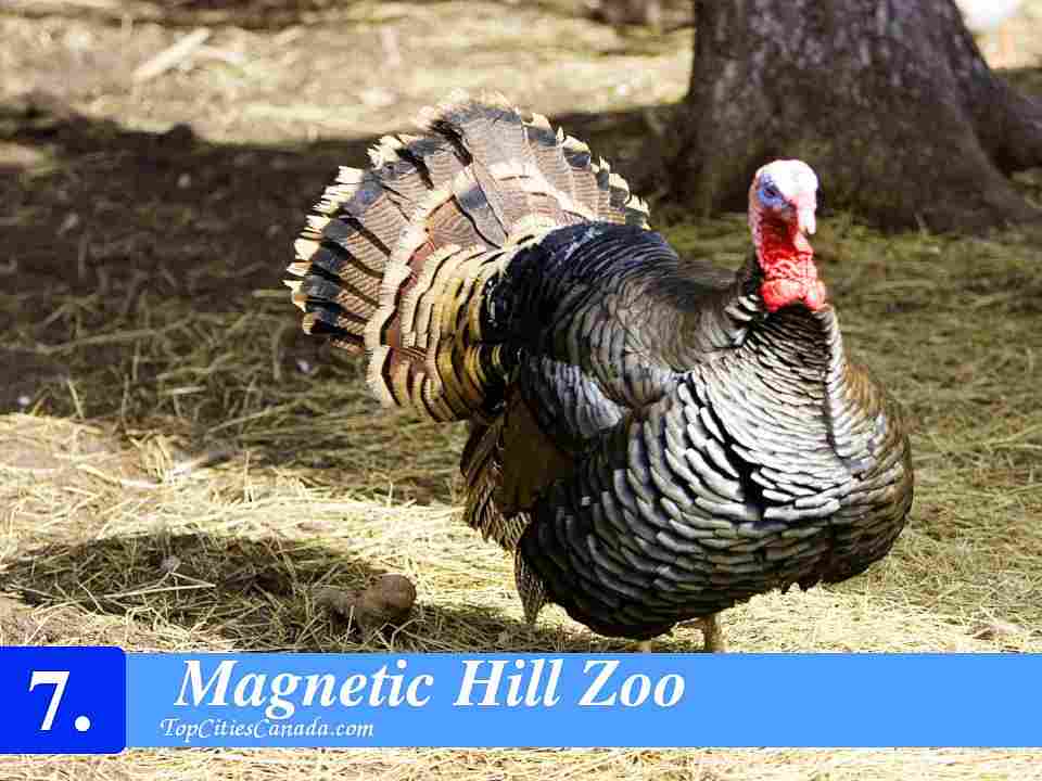 Magnetic Hill Zoo