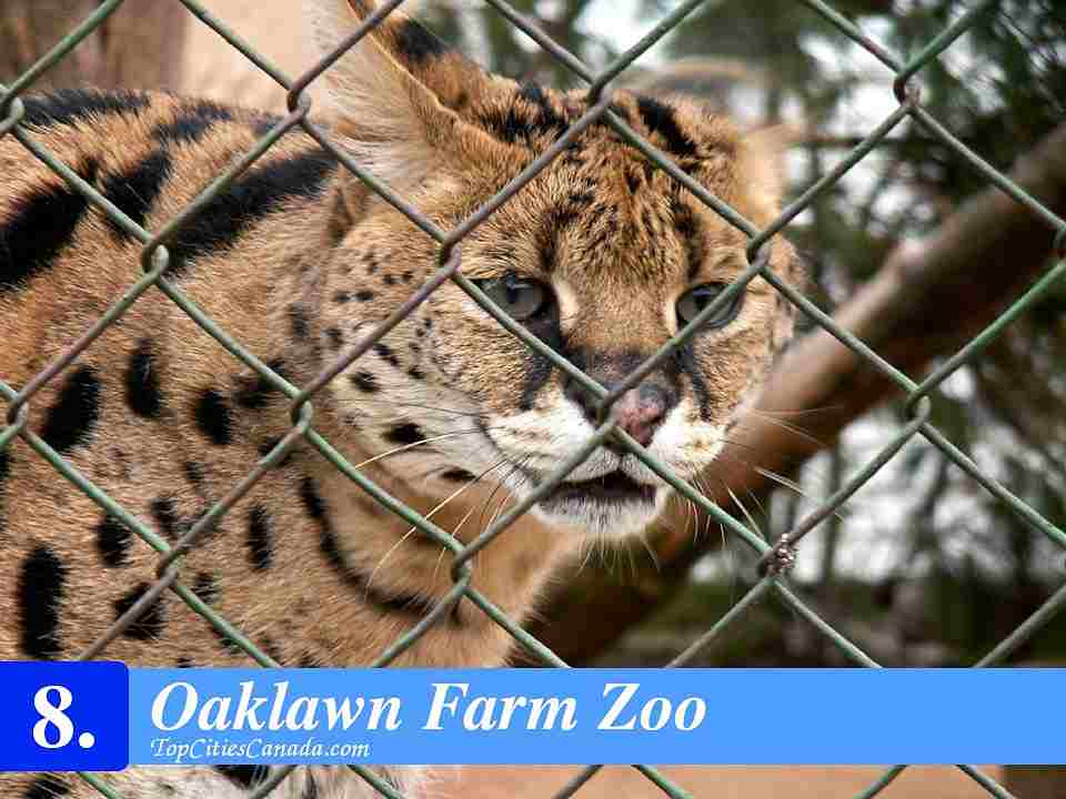 Oaklawn Farm Zoo
