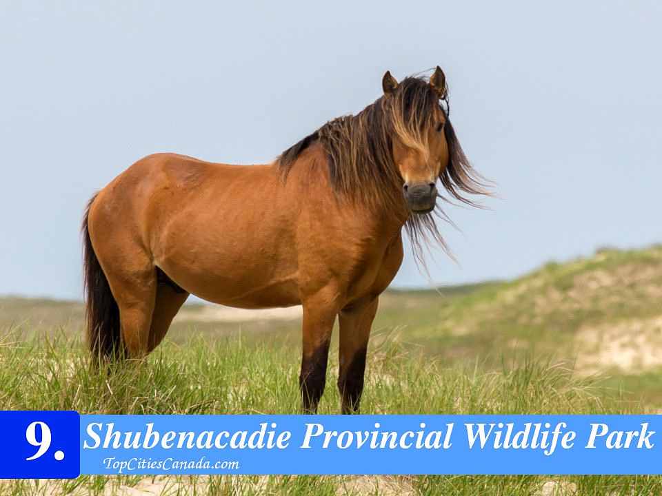 Shubenacadie Provincial Wildlife Park