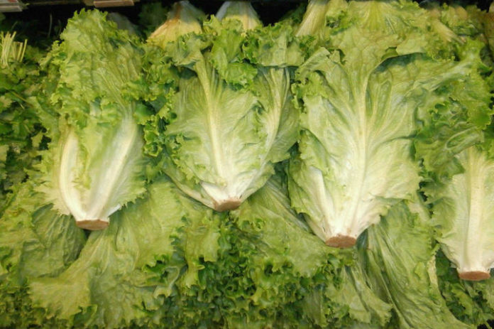 Canada and US urged on avoiding romaine lettuce amid E coli outbreak