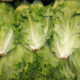 Canada and US urged on avoiding romaine lettuce amid E coli outbreak